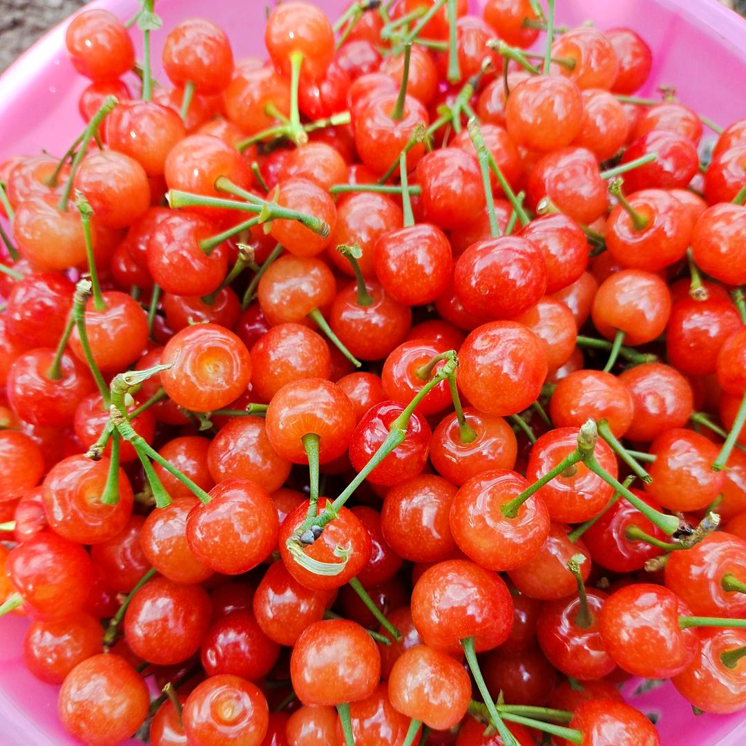 ꧁࿆ั王✾࿆꧂