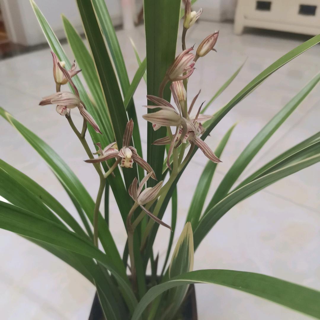 金秋
