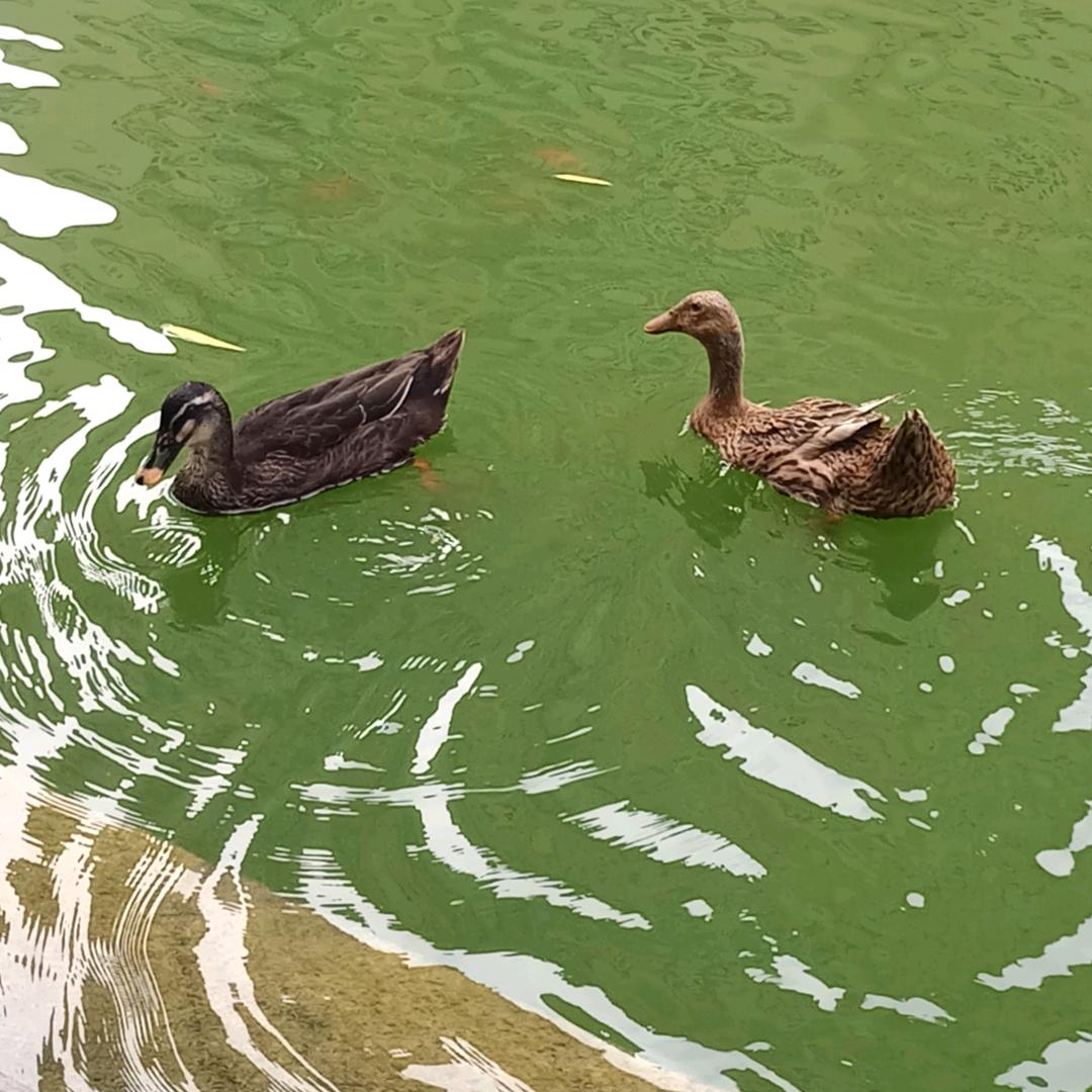 愿归来仍是少年