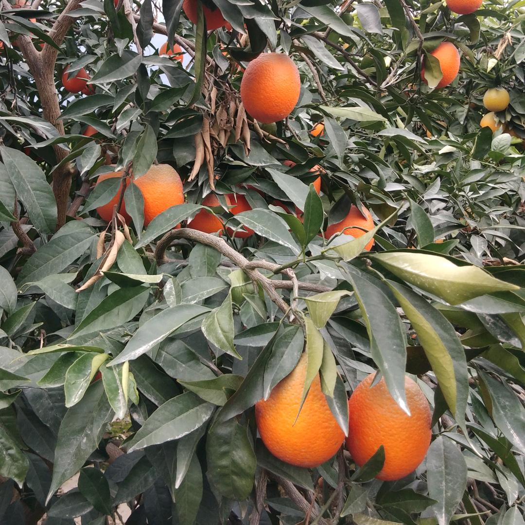 命連不堪浮華
