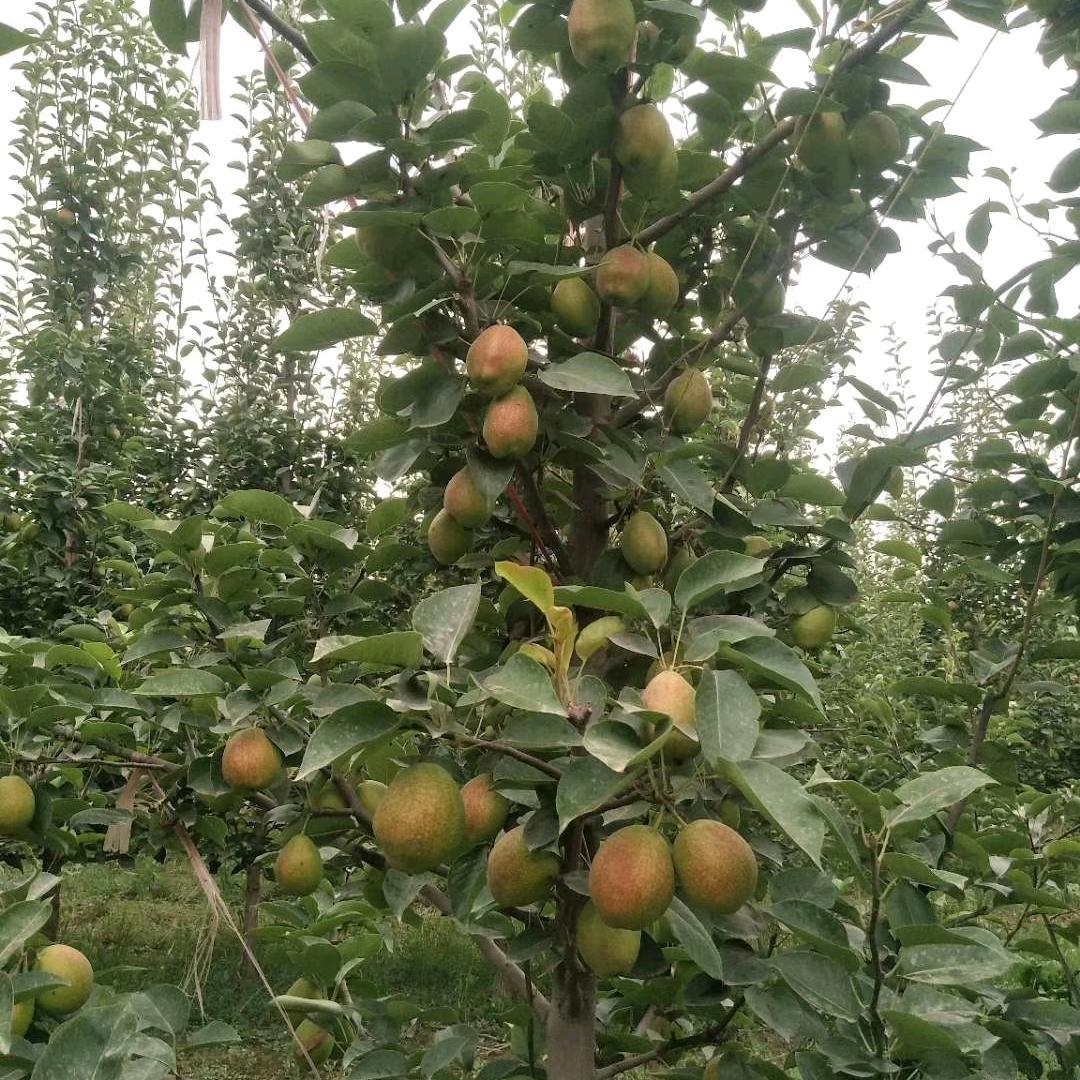 ℳঞ一碗🍒小米周꧔ꦿ້໌ᮨ࿐