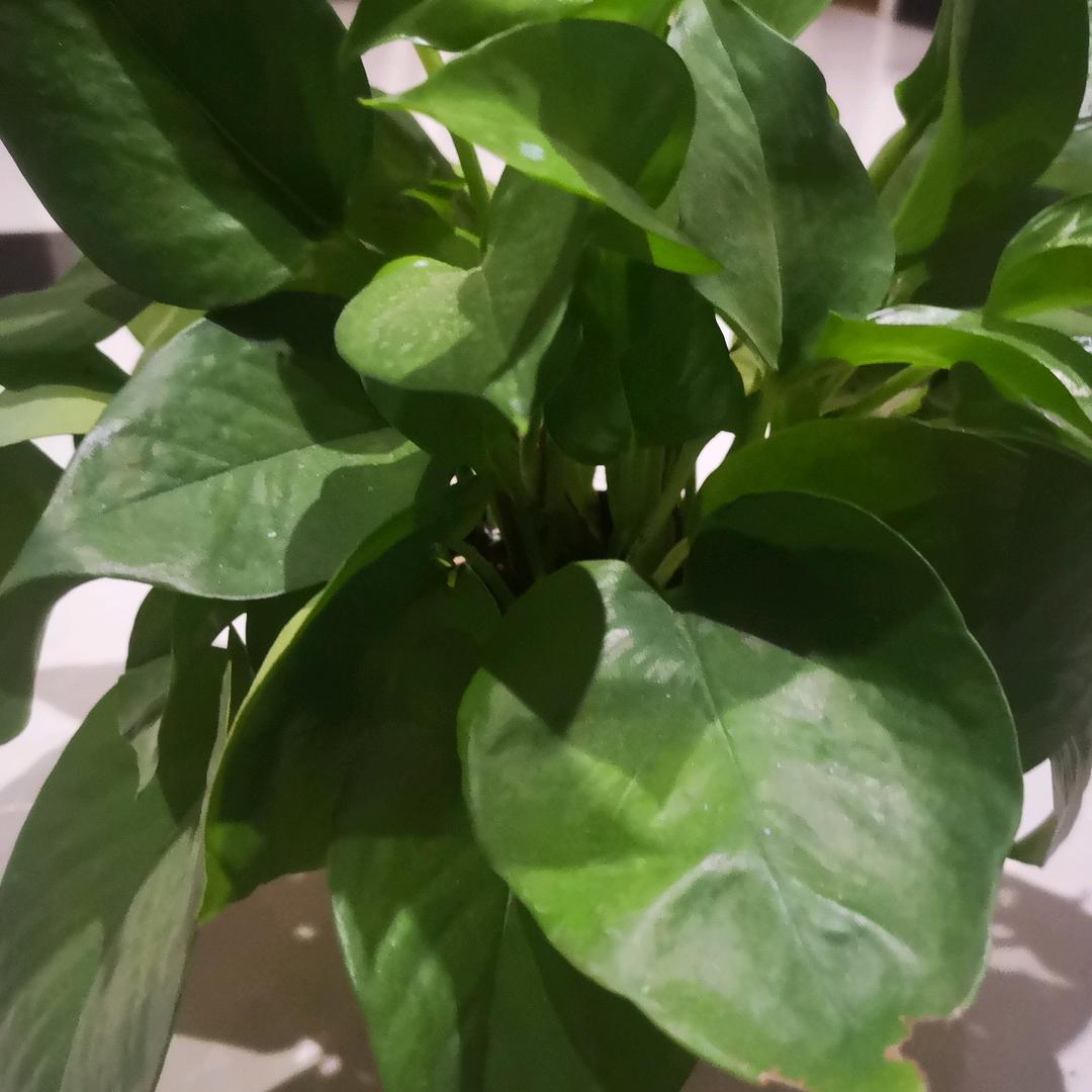 柳暗花明