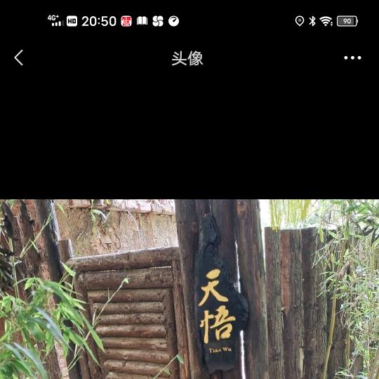 游泳的鸟