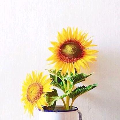 老杨🌺