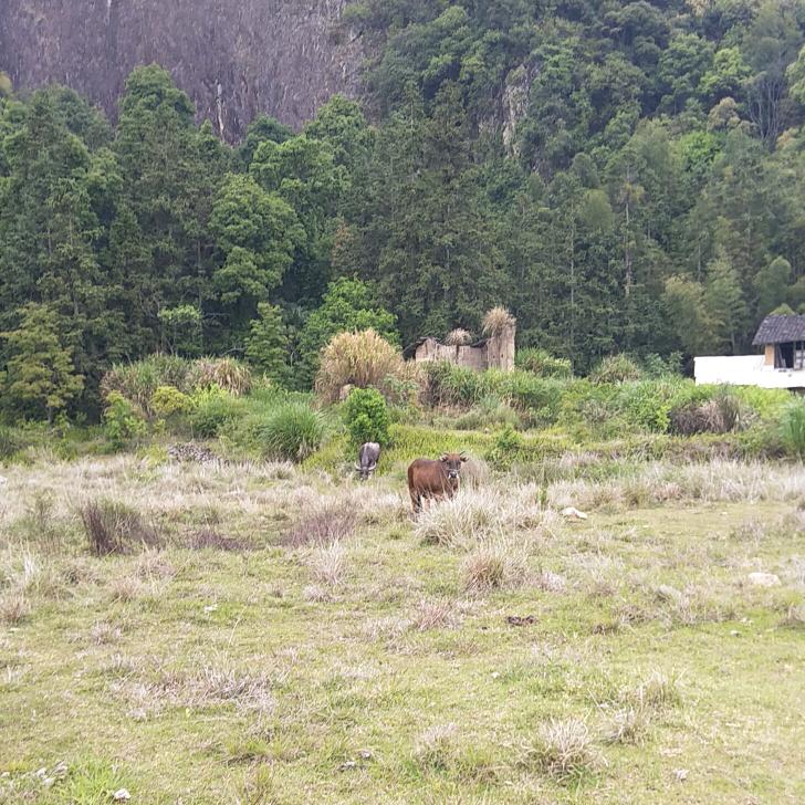 大芹大石下！张