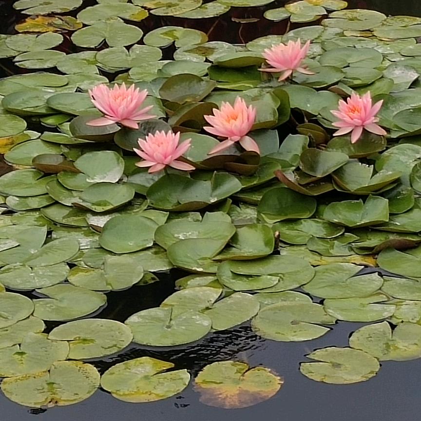 飞扬( ｡• 👅 •｡｀)