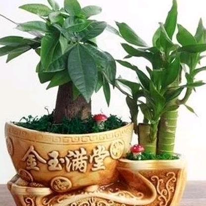 梅艳芳菲