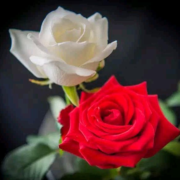 无羡青山有思，白鹤忘机