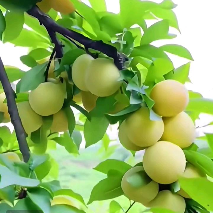 ✨✨夜雨星辰✨✨