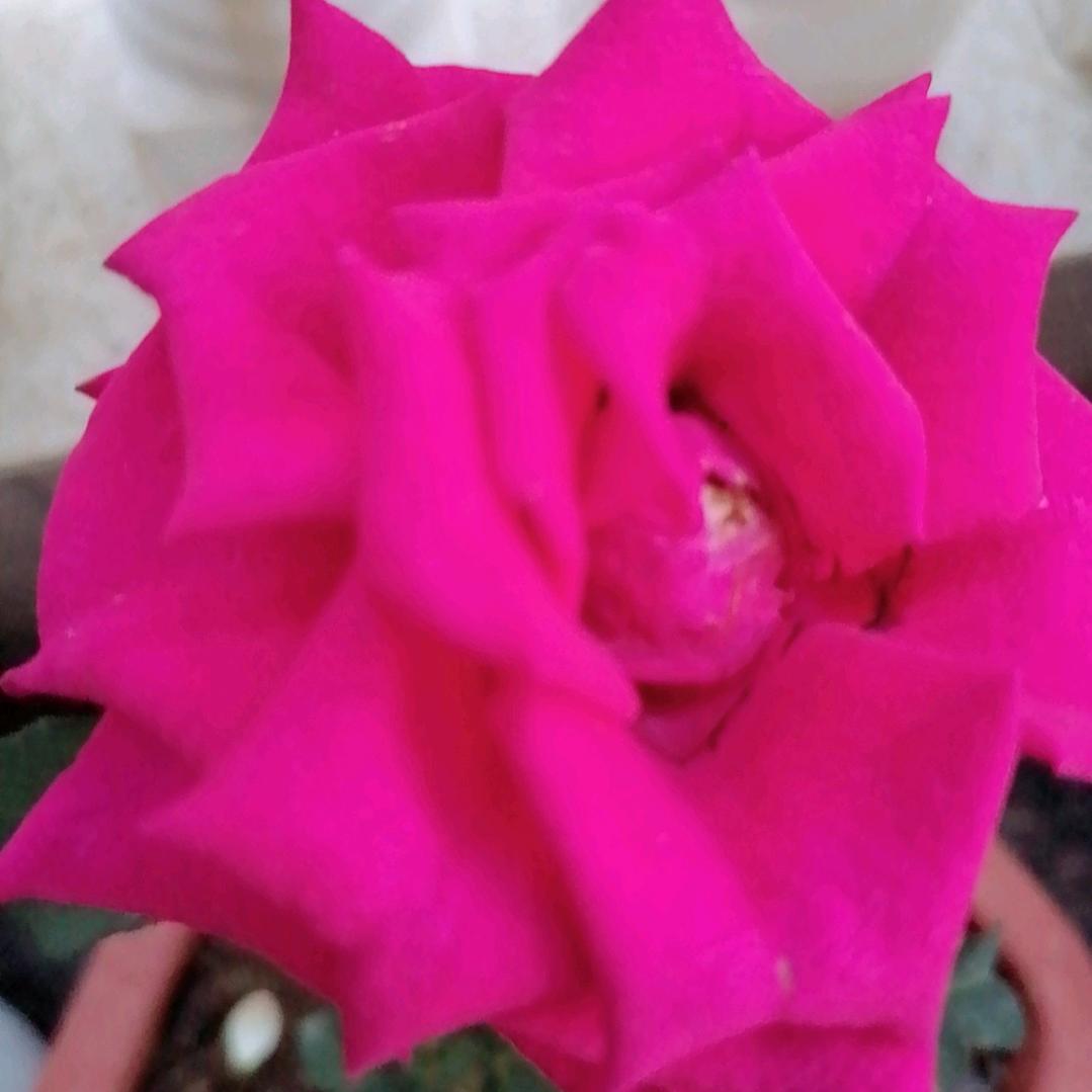 蝴蝶兰🌸🌸🌸