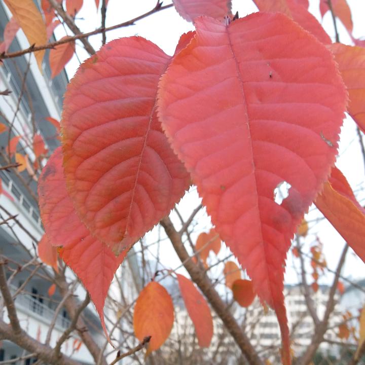 永仁