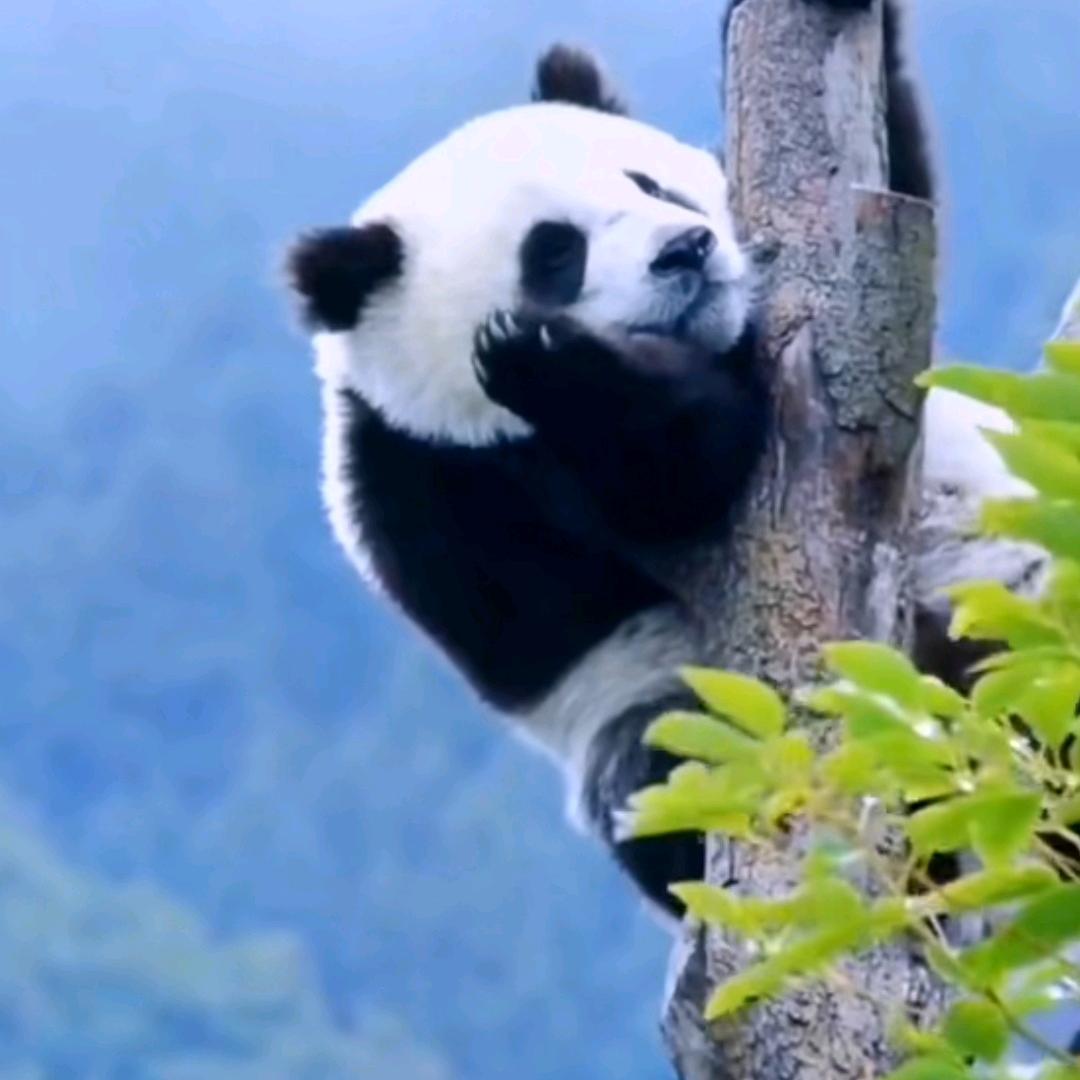 🌸傲娇与偏见✨