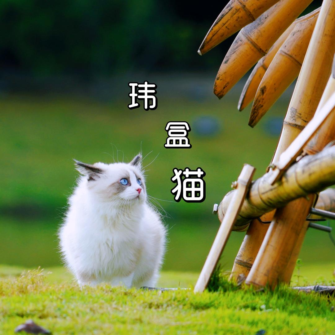 玮盒猫