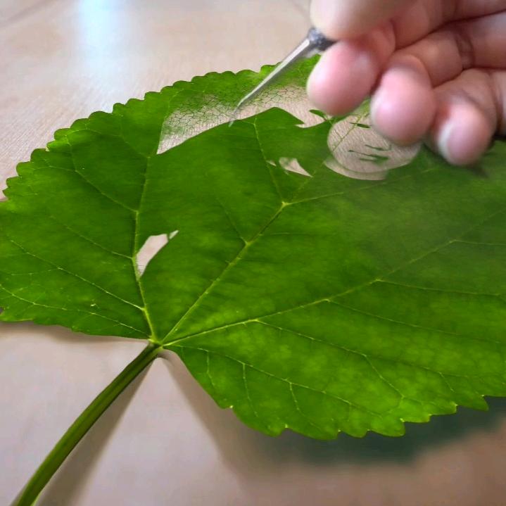 柿柿如意
