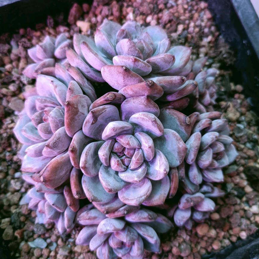 零枫