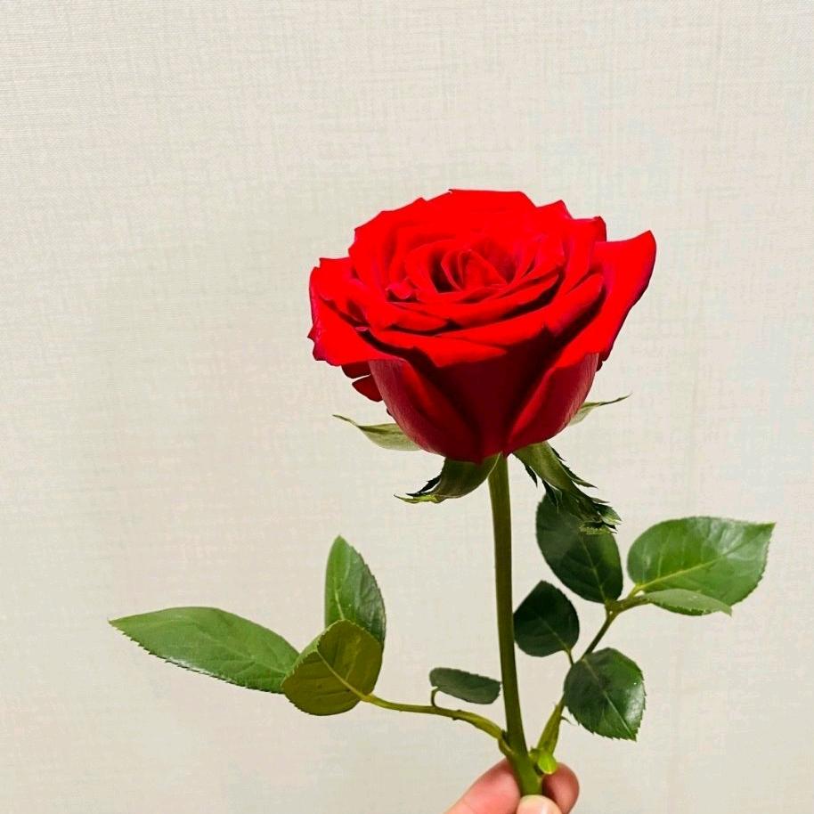 情殇♡.（见过博肖版）