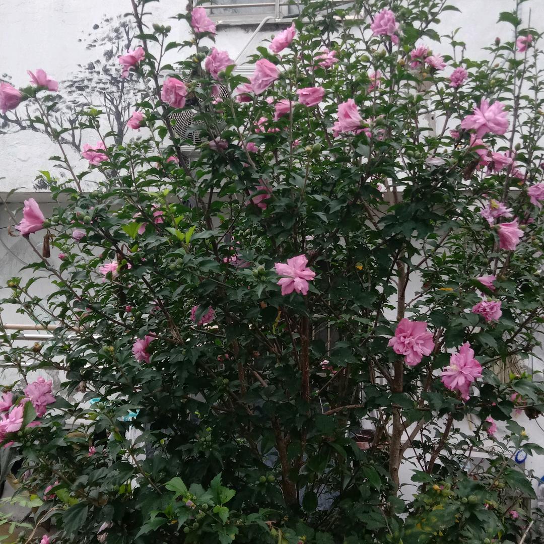 csh