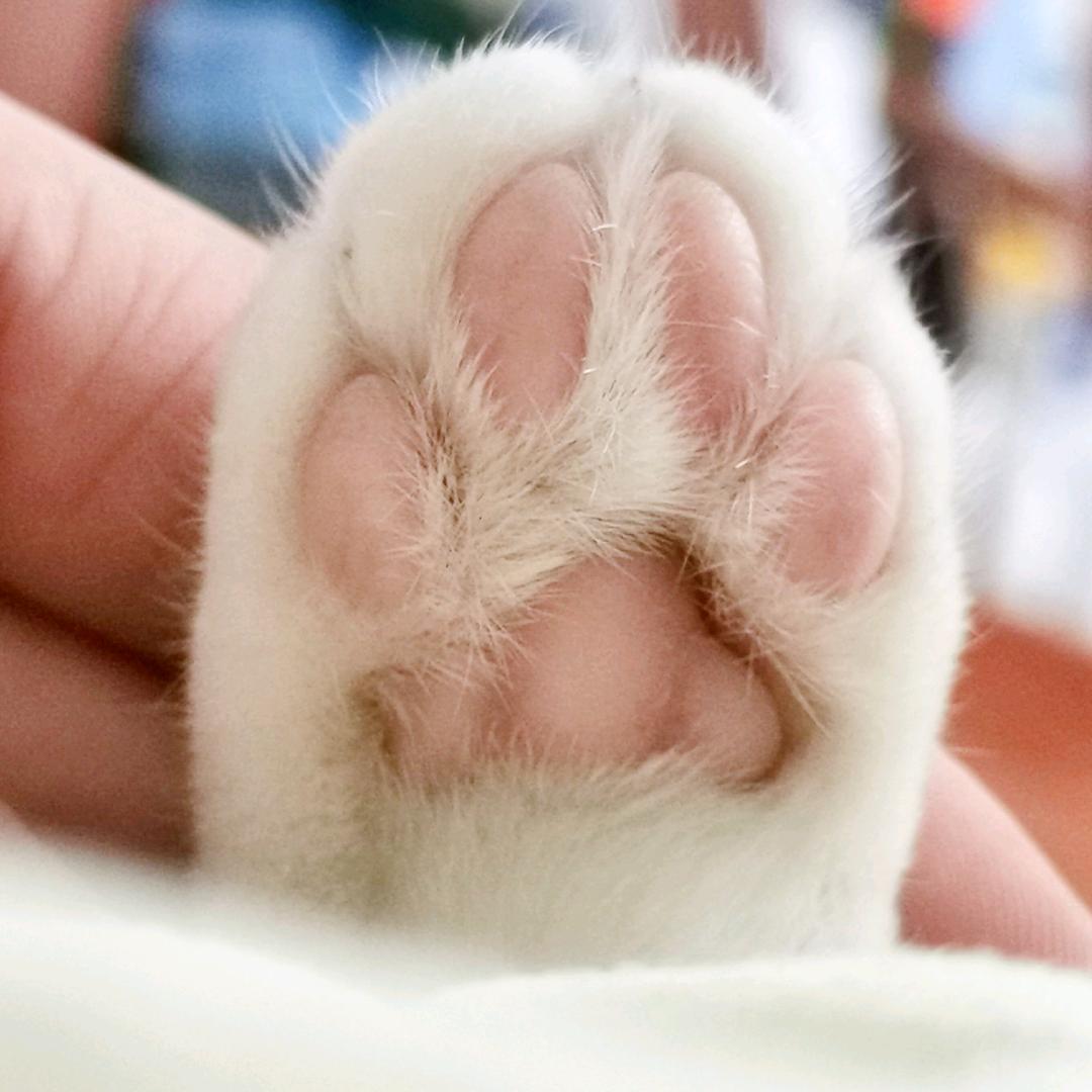 虎妞的黑粉头子