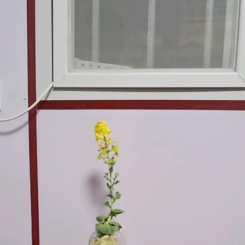 山东成哥