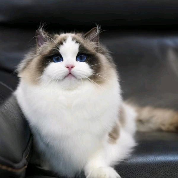 暖暖