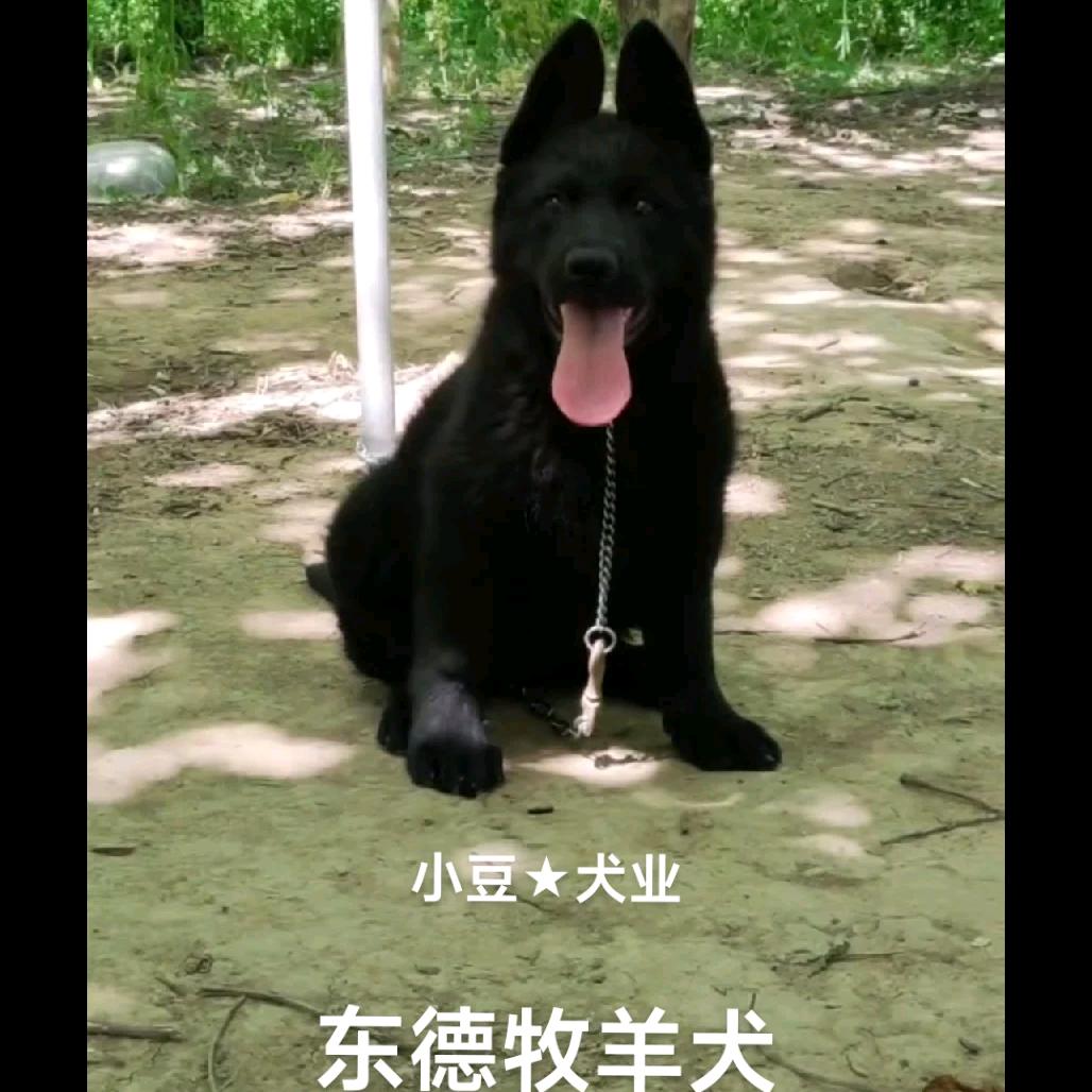 东德牧羊犬.潍坊★小豆