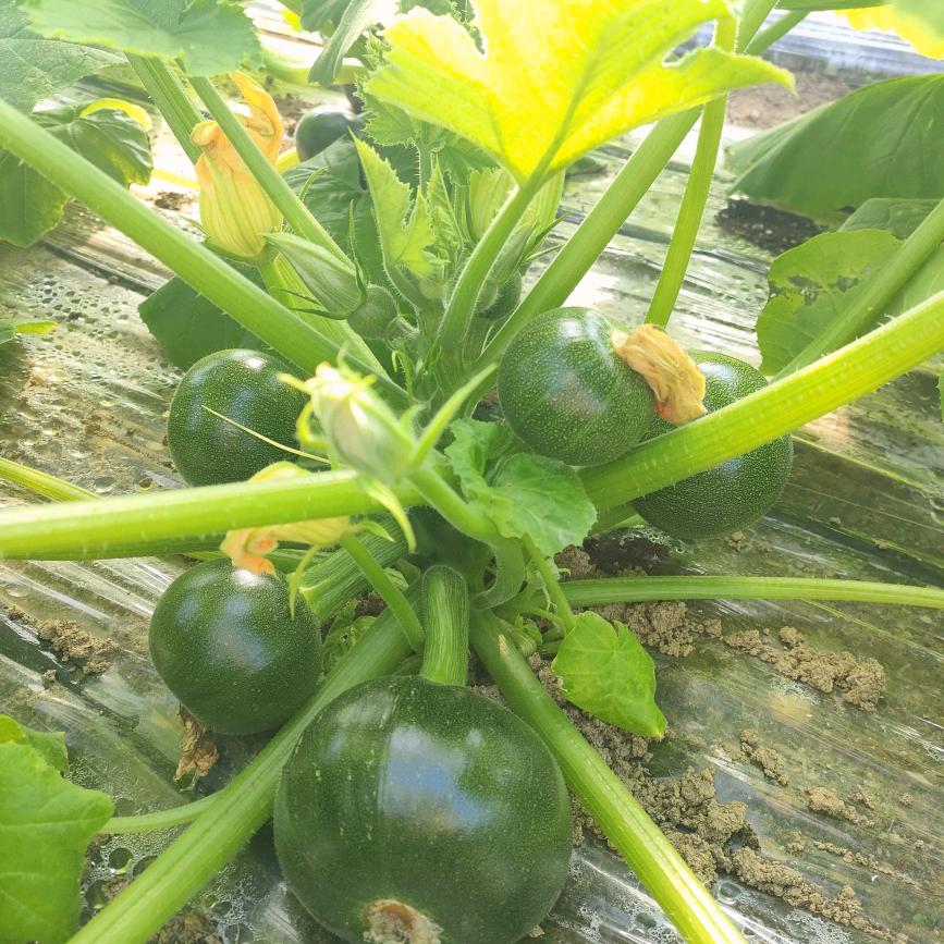 鑫福蔬菜