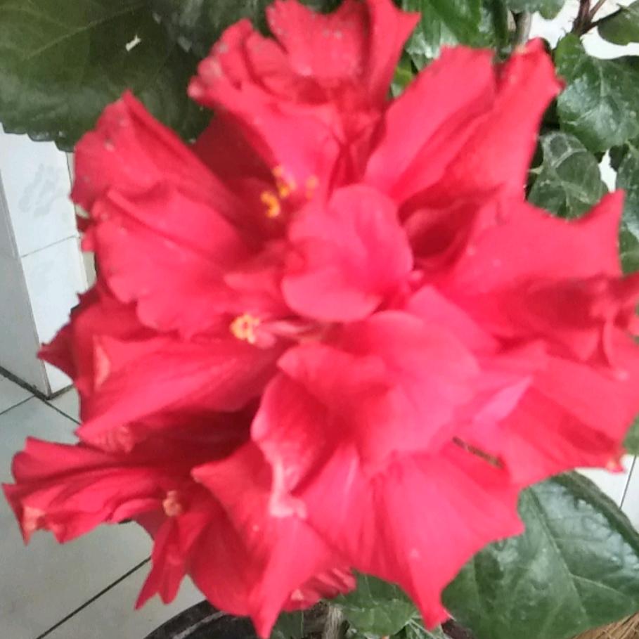 迟玉芹