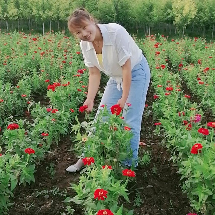 向阳花