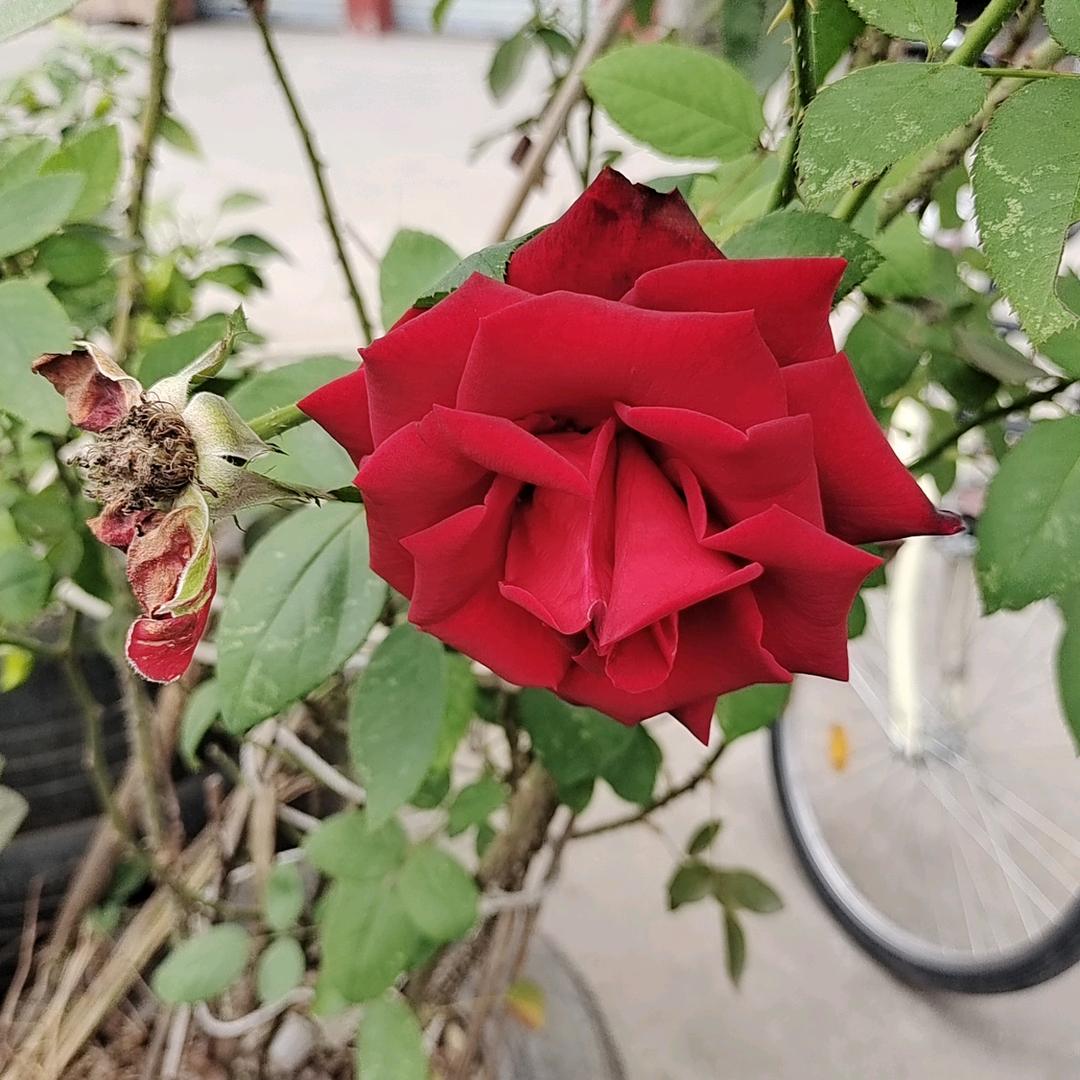 清栀