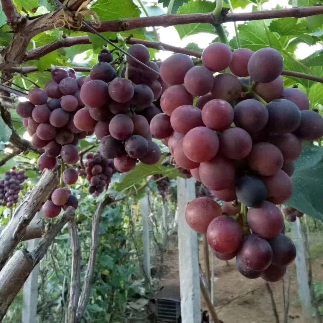 宫相乐葡萄采摘园官方号