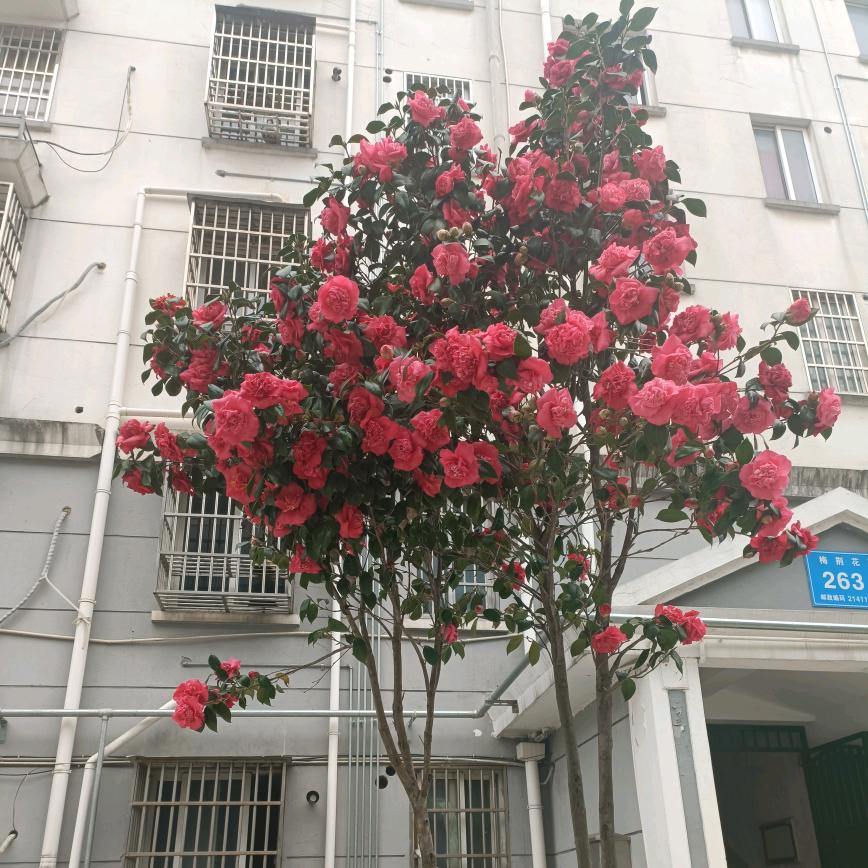 平安快乐