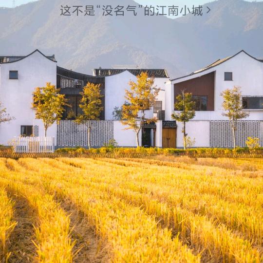 丹顶鹤