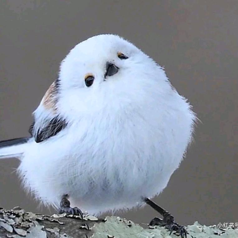 梧桐落