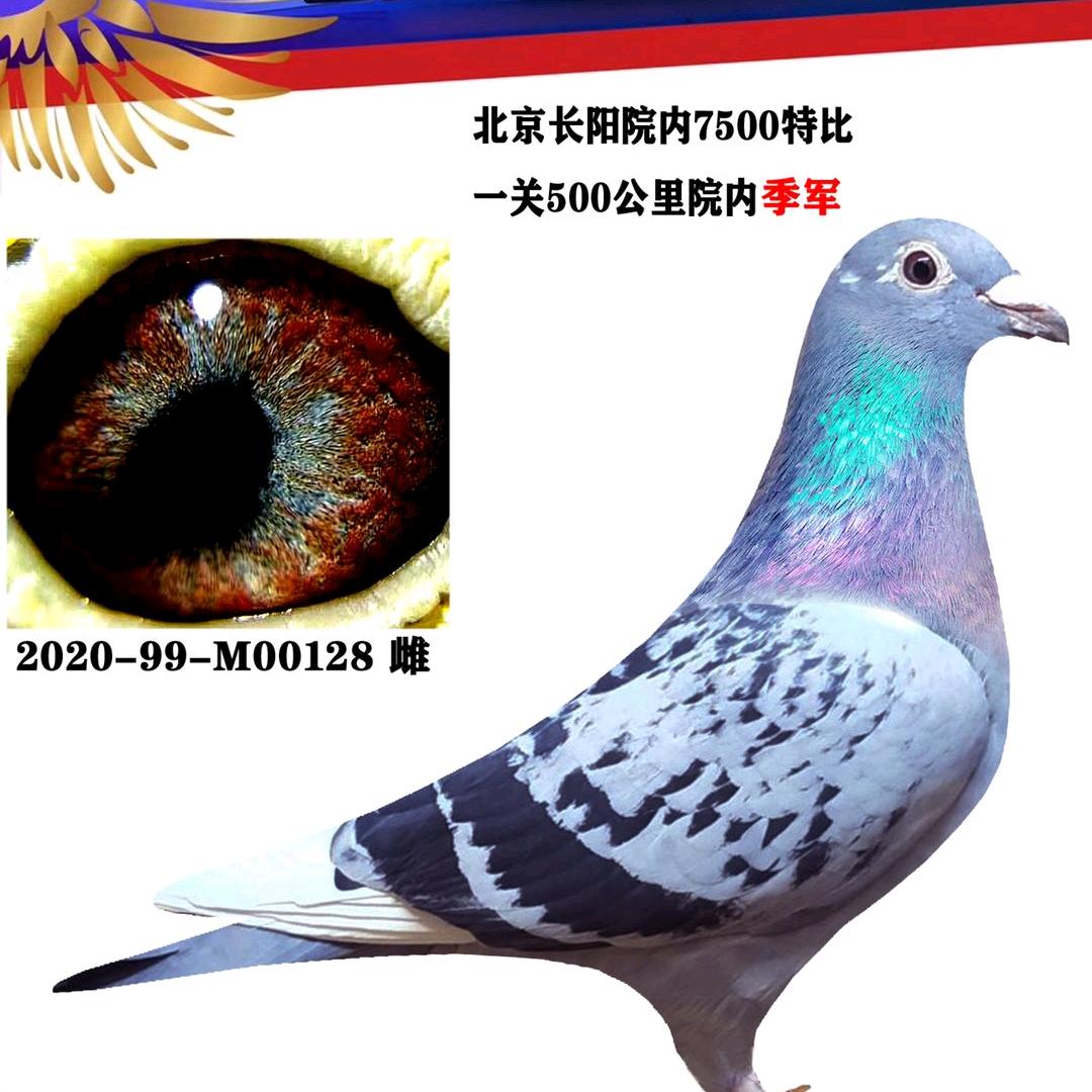 老二赛鸽