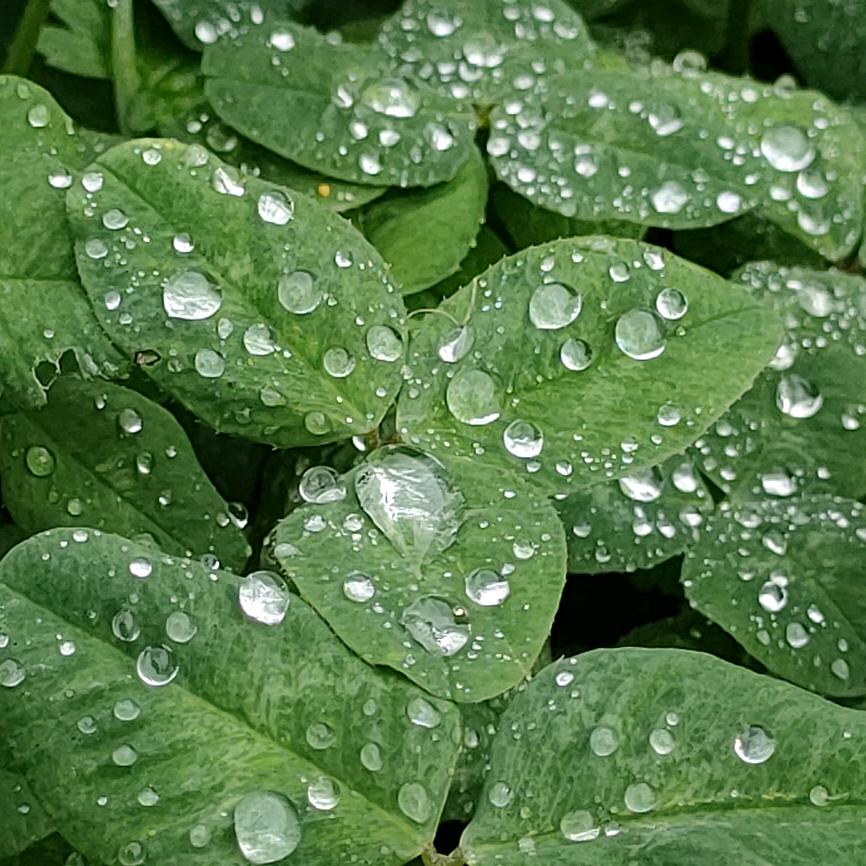 繁花落寂