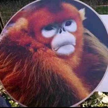 中华地躺拳继承人