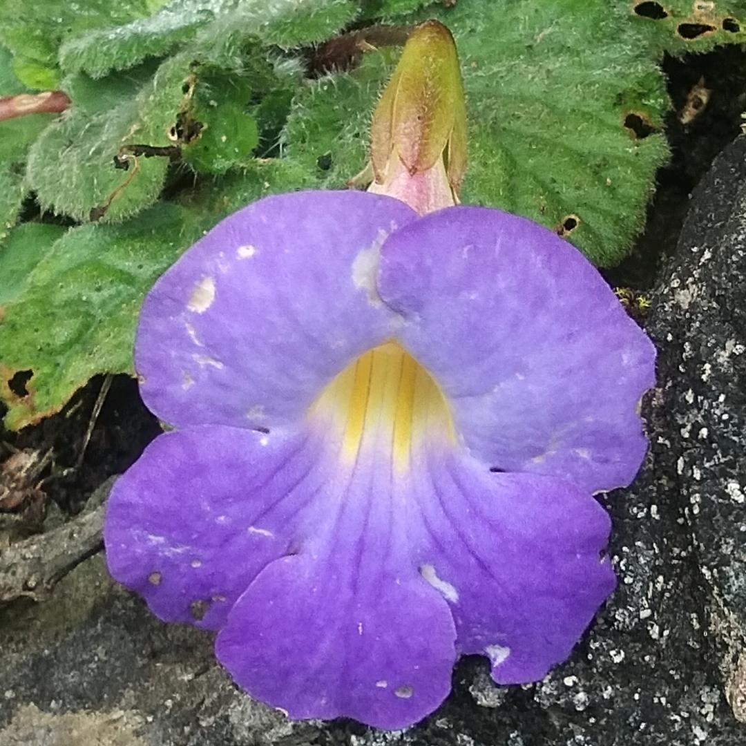 李三杆