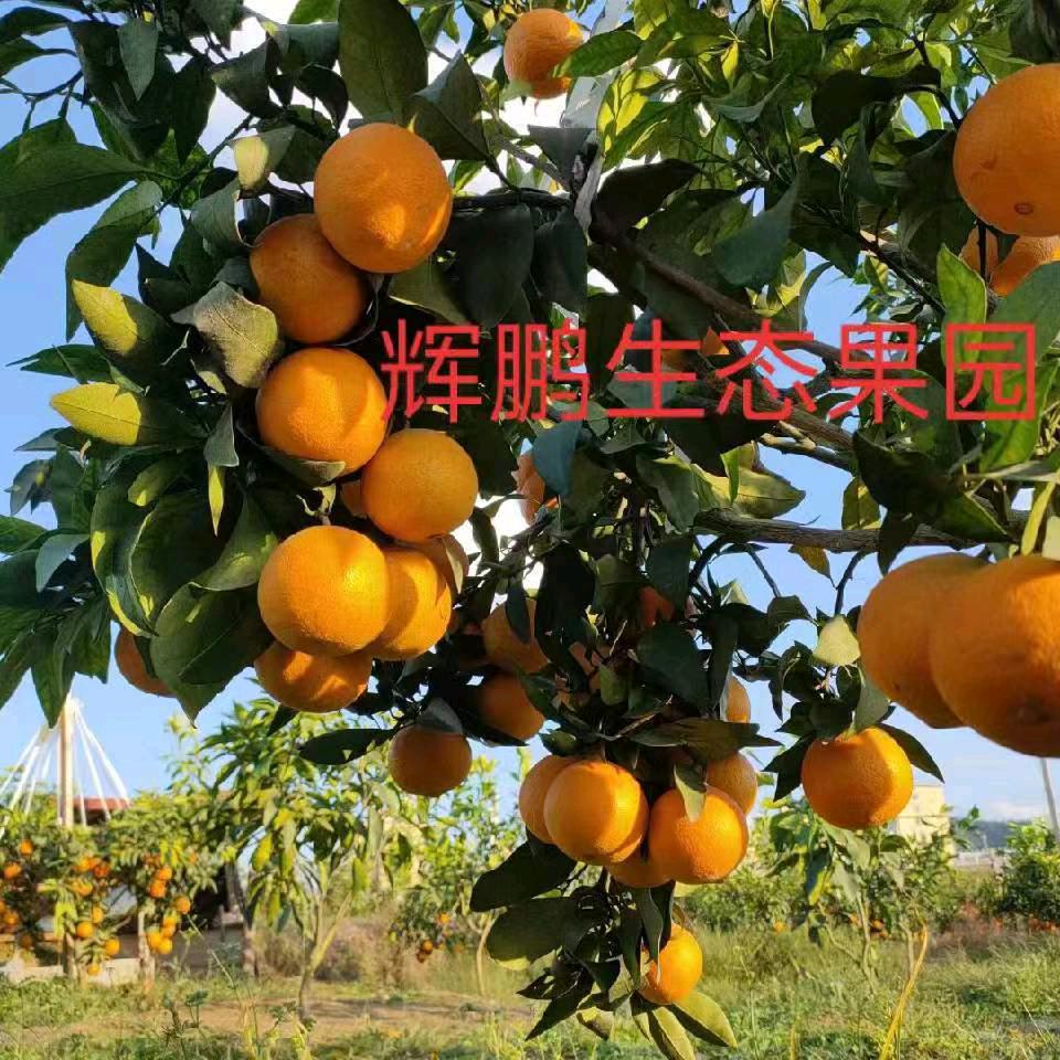 曾文辉的农产生活坊