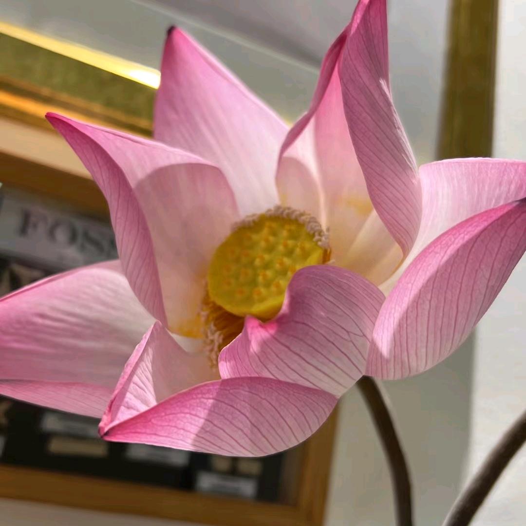 宅小兔兔