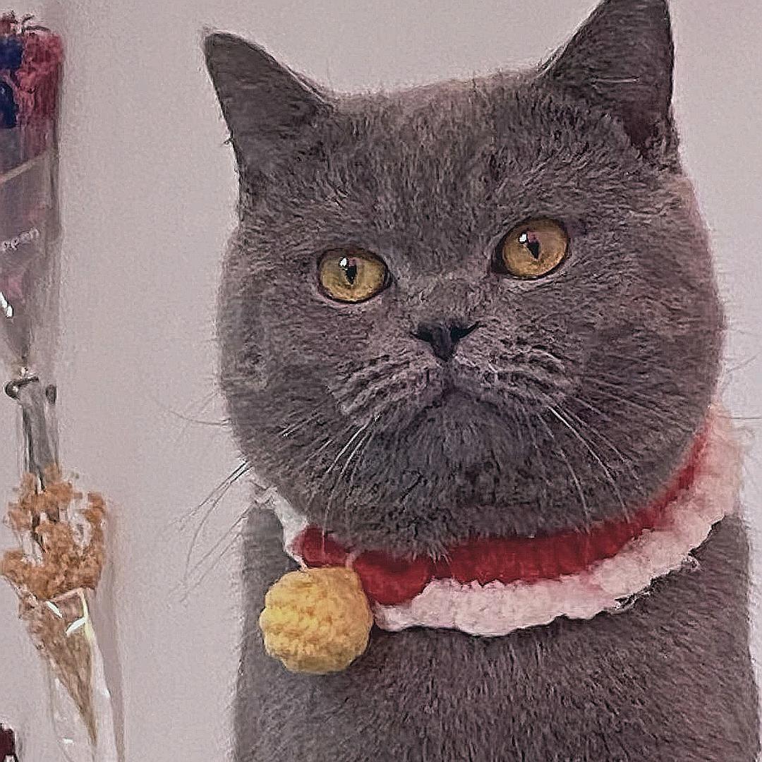 凡高宠物官方号