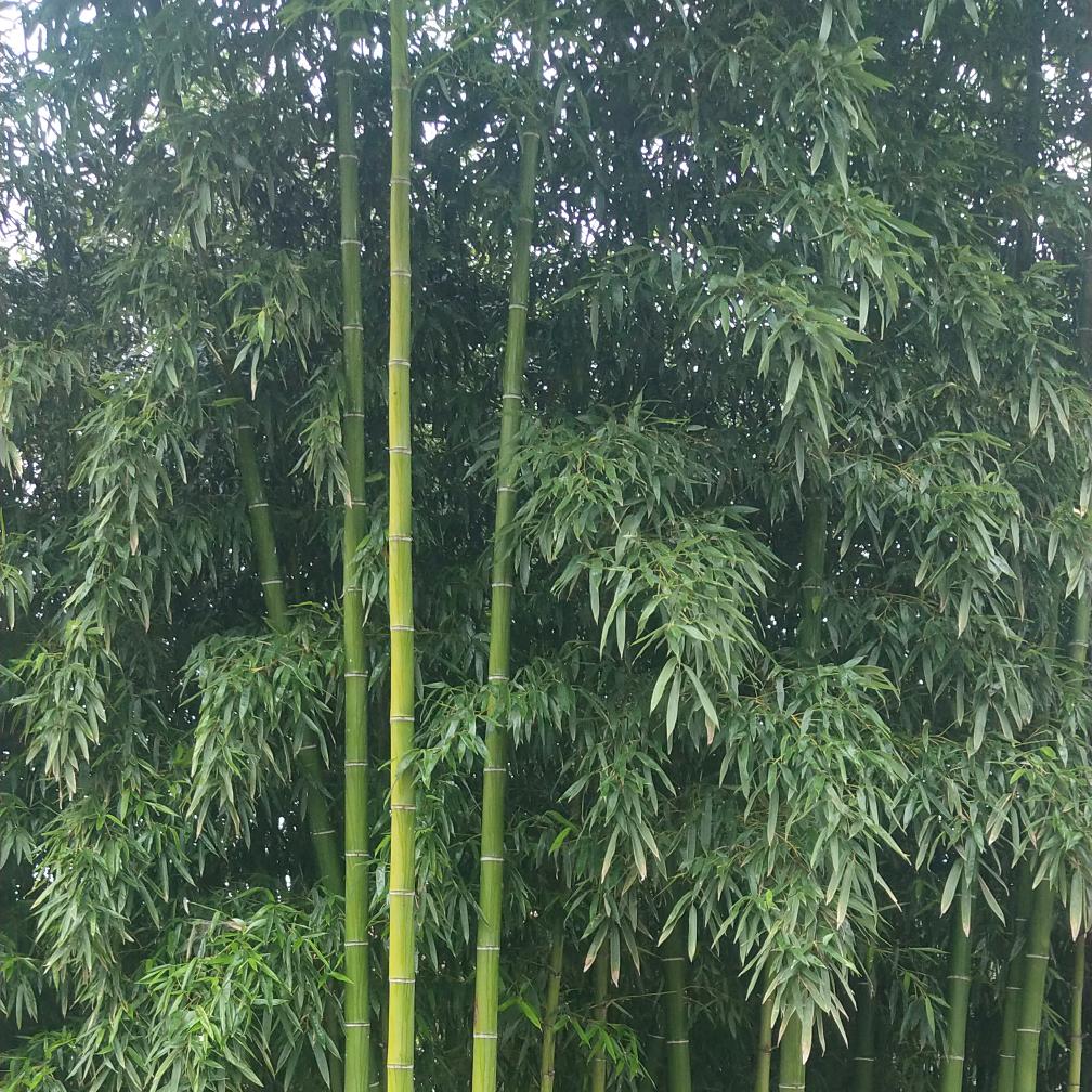 水色银铃729