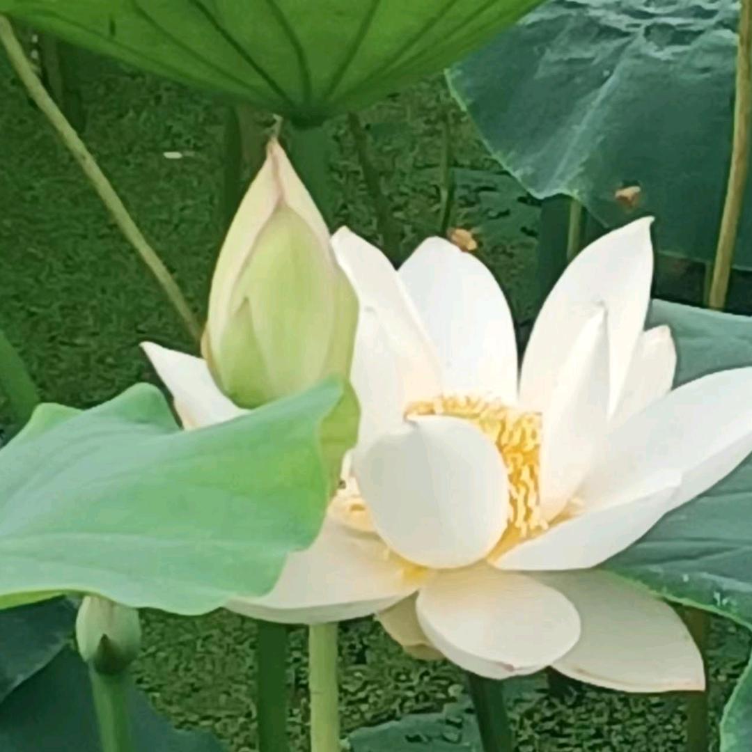 竹漪