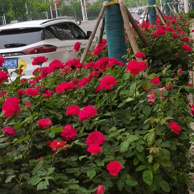 快乐年华