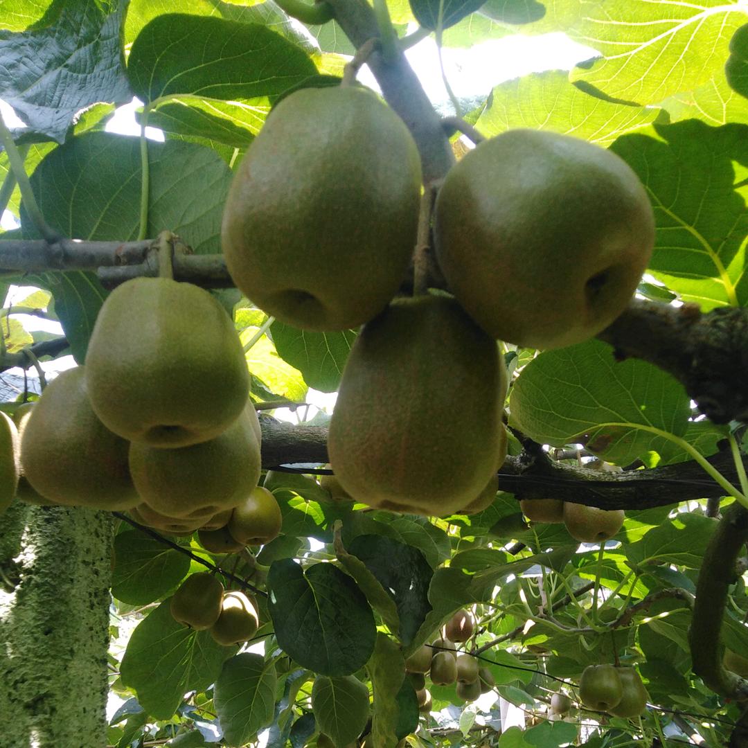 绥宁胜清种植专业合作社