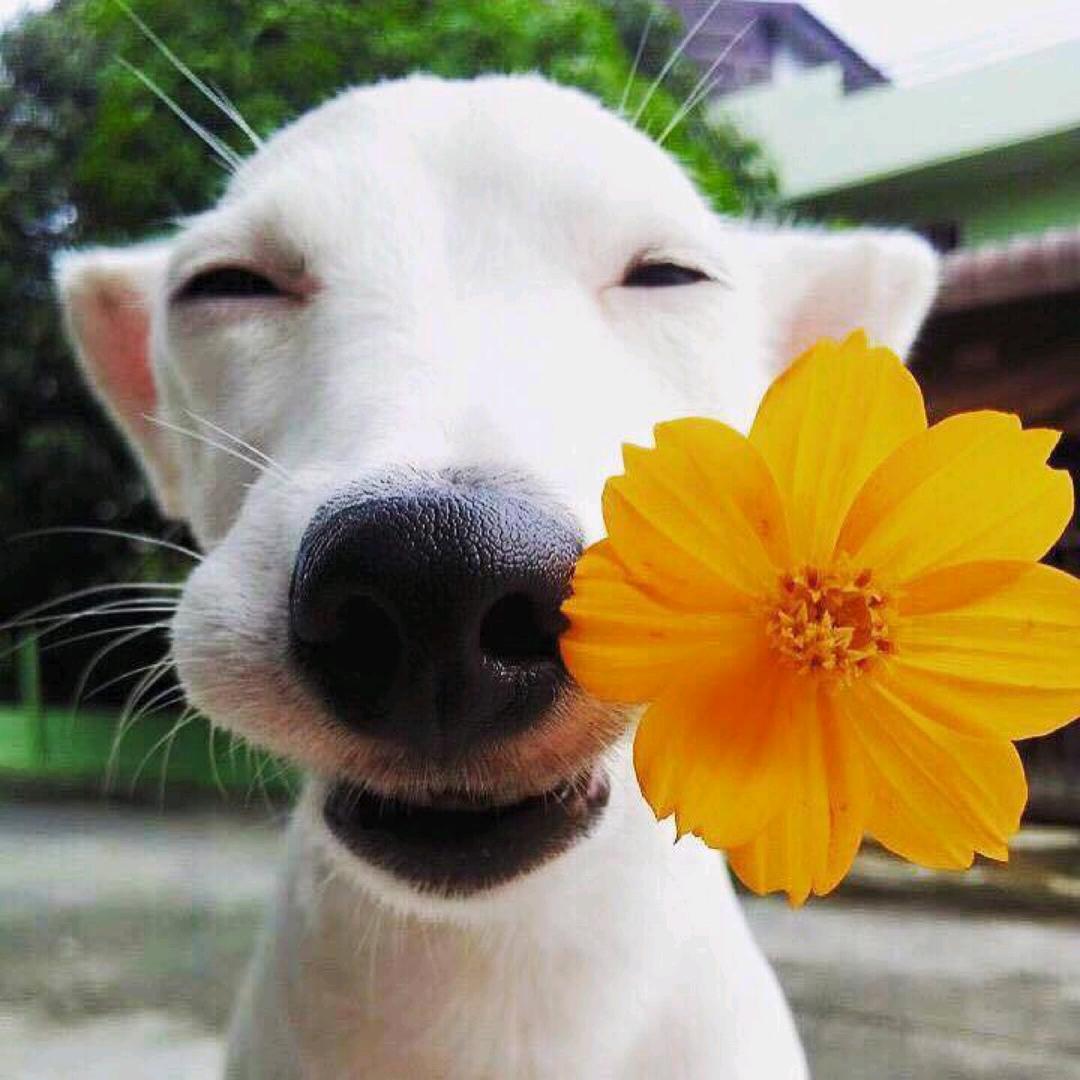 羞羞的狗蛋