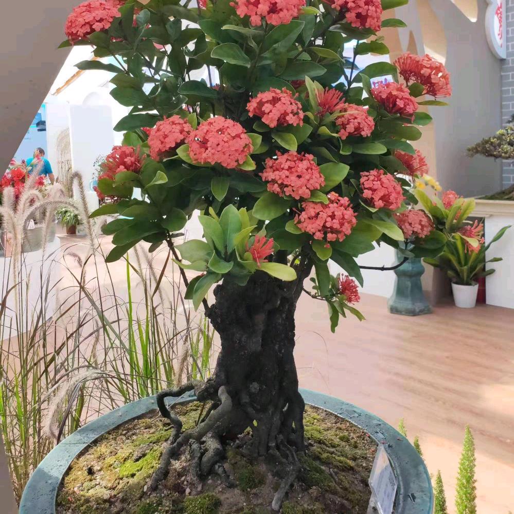海哥盆景素材
