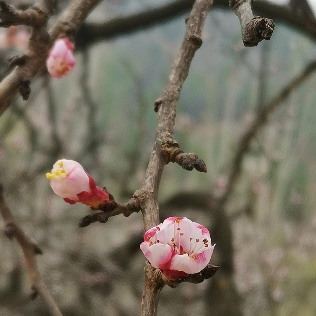 月光下的风
