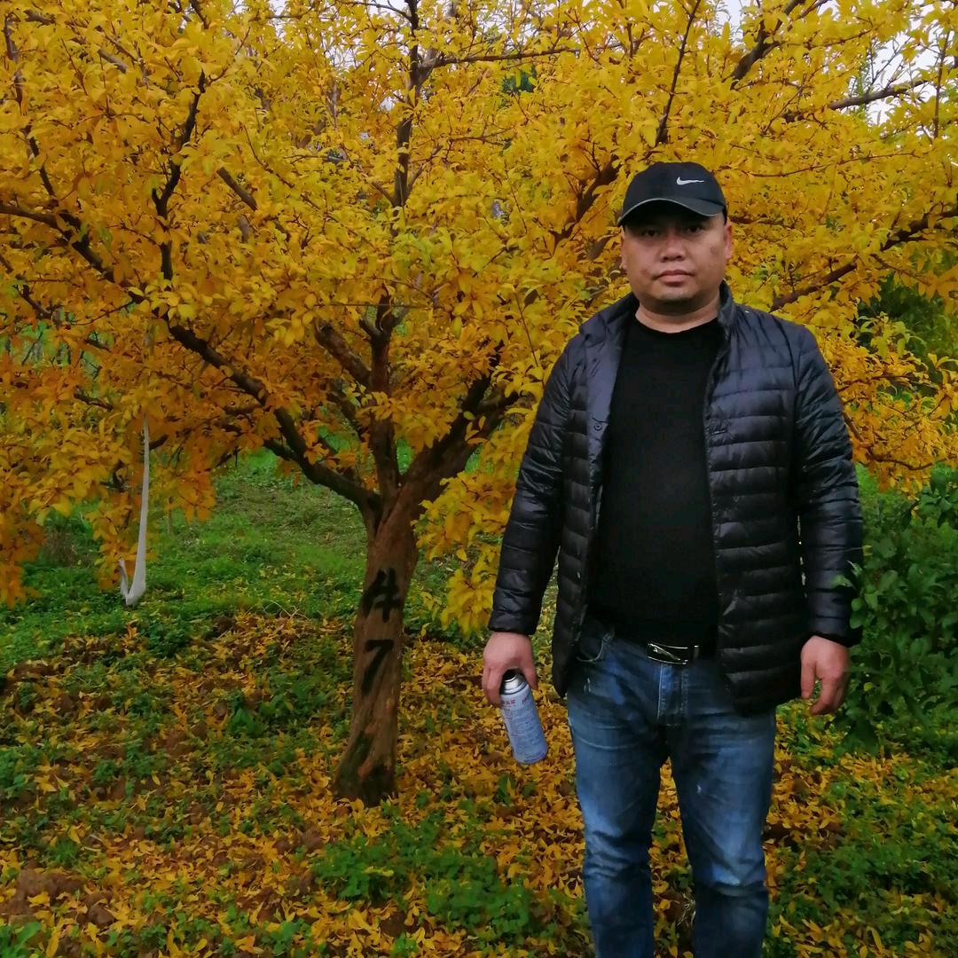 黑牛果业（石榴树批发）