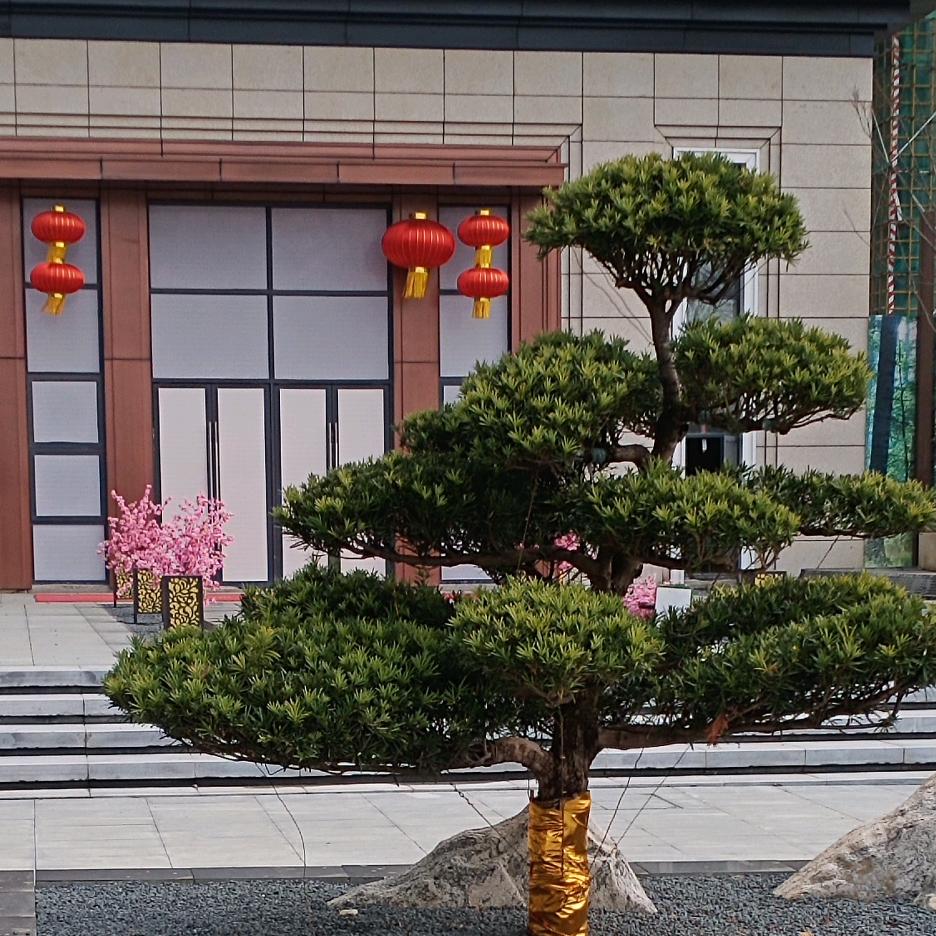 牡丹ZD¹⁹¹⁵༗