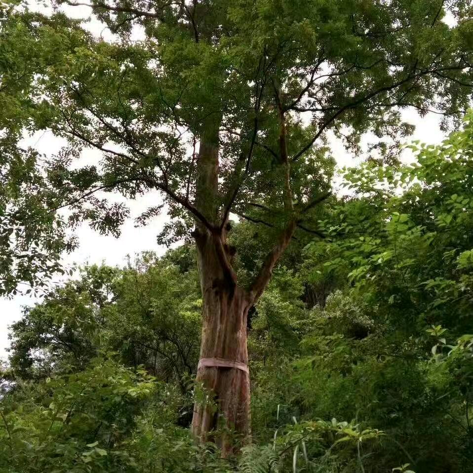 p发财树🐴🐴🦓🦓🌲🌲